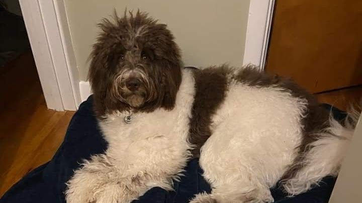 Newfydoodle puppies in Pa