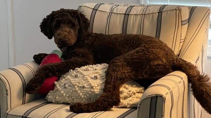 Newfydoodle puppy