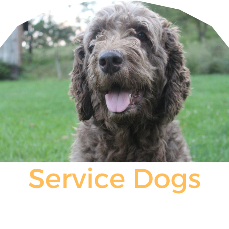 Service Dog Puppies for Sale