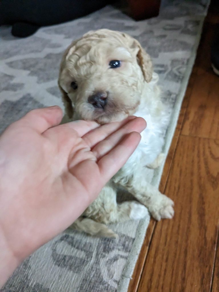 posing Newfypoo