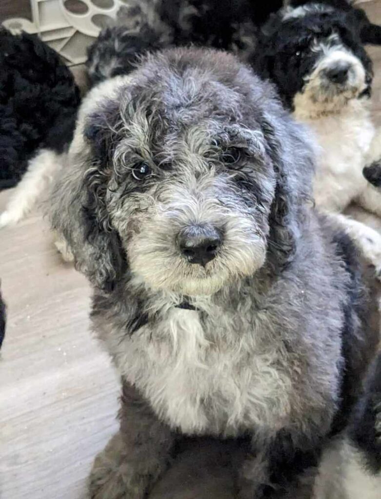 Newfypoo for Christmas