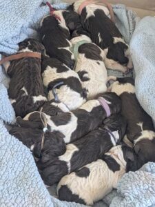 newborn puppies