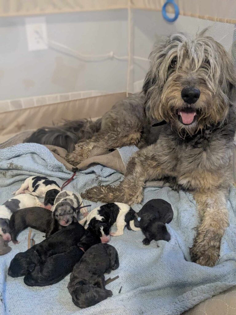 Glory and her puppies