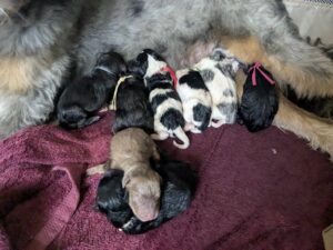 Glroy's Puppies