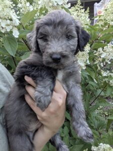 newfypoos puppy