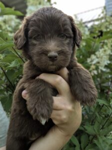 newfypoos puppy