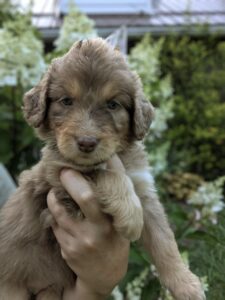 newfypoos puppy