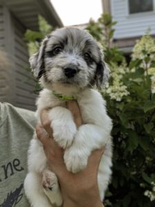 newfypoos puppy